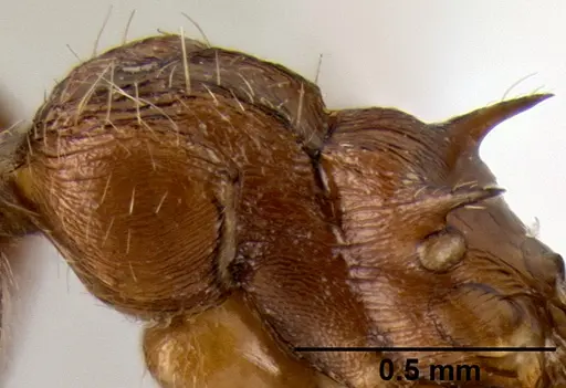 Crematogaster flava - CASENT0193691