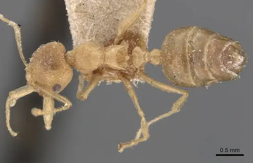 Crematogaster flava - CASENT0907515