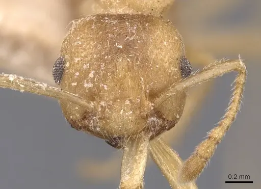 Crematogaster flava - CASENT0907515