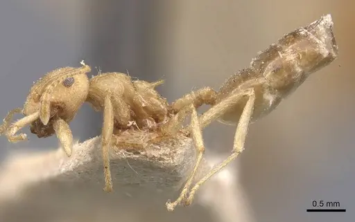 Crematogaster flava - CASENT0907515