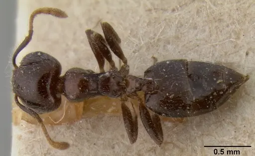 Crematogaster flavicornis specimen