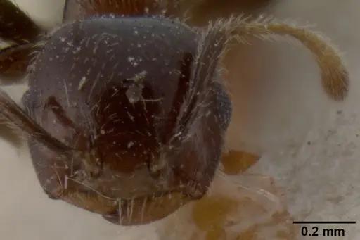 Crematogaster flavicornis specimen