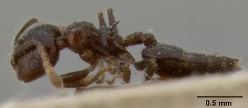 Crematogaster flavicornis specimen
