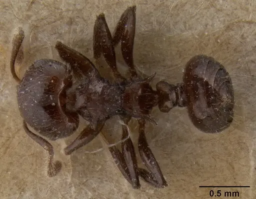 Crematogaster flavitarsis specimen