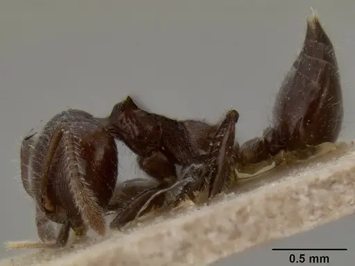 Crematogaster flavitarsis specimen