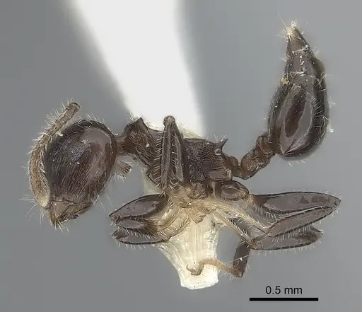 Crematogaster flavitarsis - CASENT0217846