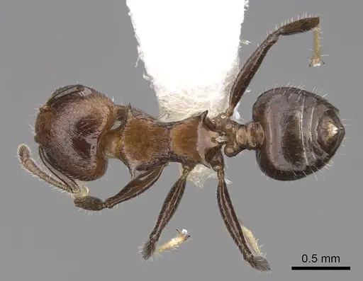 Crematogaster flavitarsis - CASENT0922674