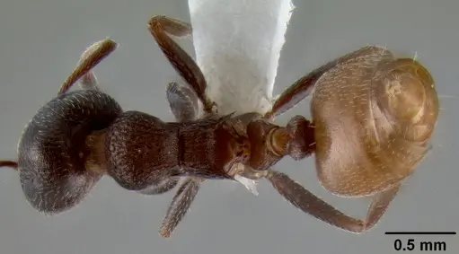 Crematogaster flaviventris specimen