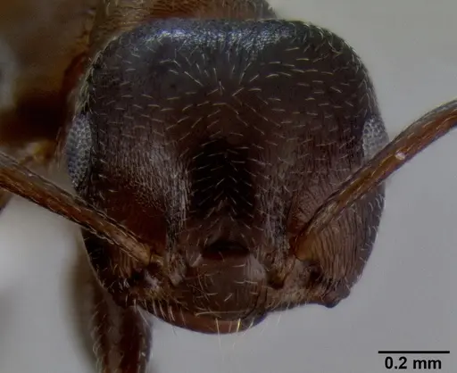 Crematogaster flaviventris specimen