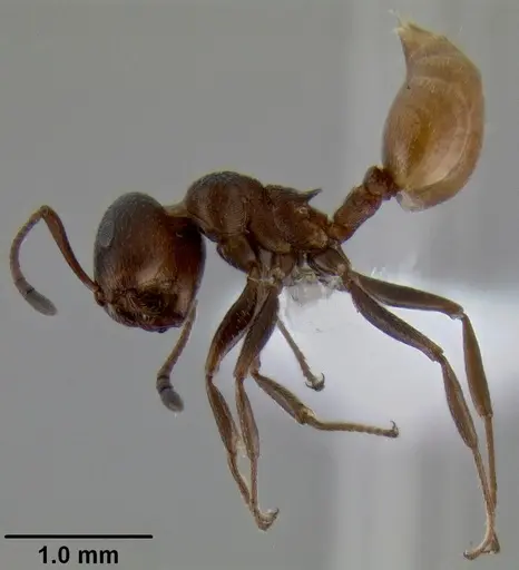 Crematogaster flaviventris specimen
