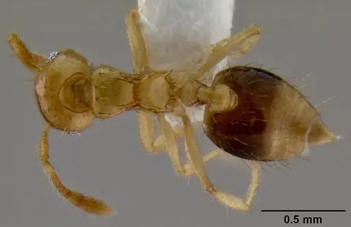 Crematogaster flavomicrops specimen