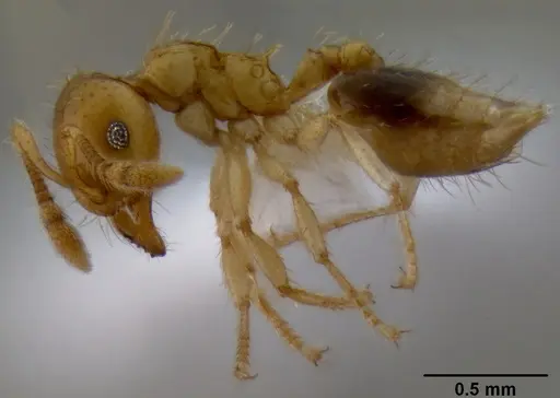 Crematogaster flavomicrops specimen