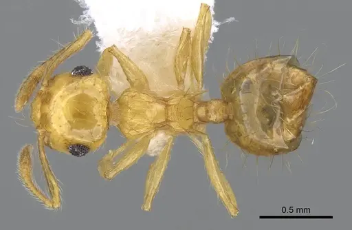 Crematogaster flavosensitiva specimen