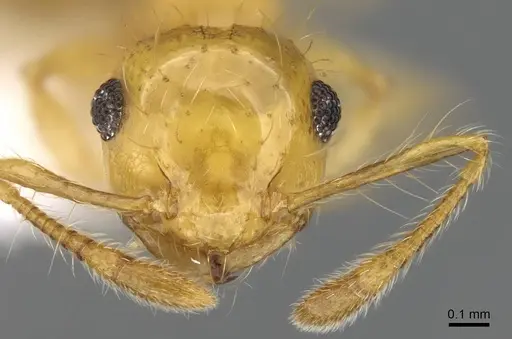 Crematogaster flavosensitiva specimen