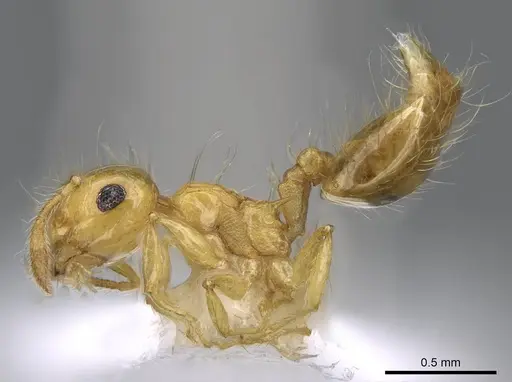 Crematogaster flavosensitiva specimen