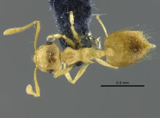 Crematogaster flavosensitiva - CBUMAGENT41955