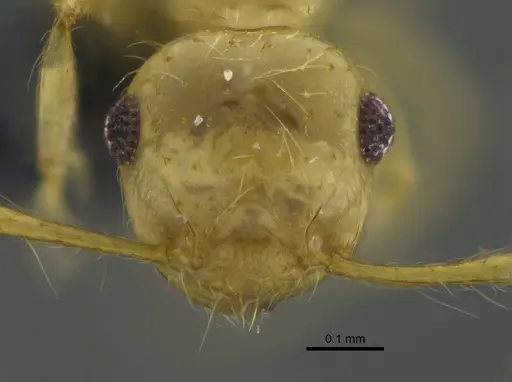Crematogaster flavosensitiva - CBUMAGENT41955