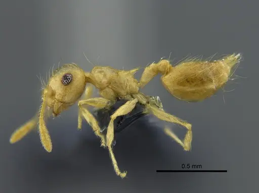 Crematogaster flavosensitiva - CBUMAGENT41955