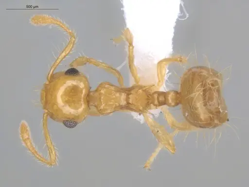 Crematogaster flavosensitiva - ECOFOG-IT14-0995-07