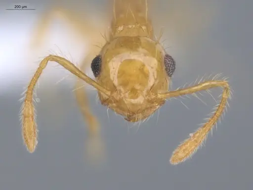 Crematogaster flavosensitiva - ECOFOG-IT14-0995-07