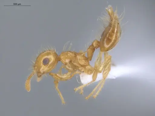 Crematogaster flavosensitiva - ECOFOG-IT14-0995-07