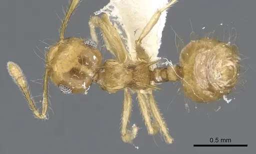 Crematogaster flavosensitiva - JTLC000001380