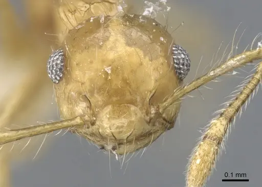 Crematogaster flavosensitiva - JTLC000001380