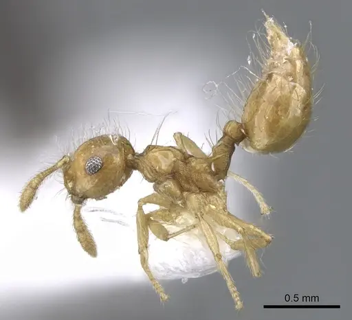 Crematogaster flavosensitiva - JTLC000001380