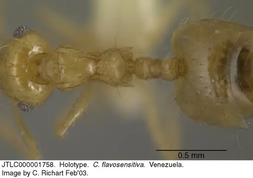 Crematogaster flavosensitiva - JTLC000001758