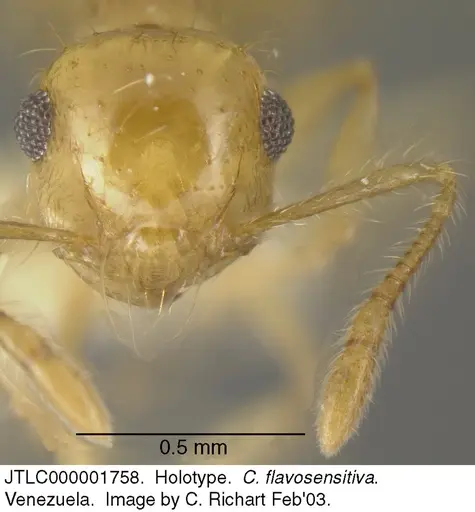 Crematogaster flavosensitiva - JTLC000001758