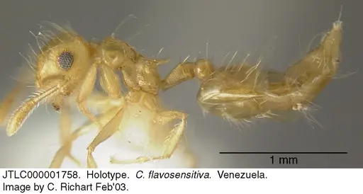 Crematogaster flavosensitiva - JTLC000001758