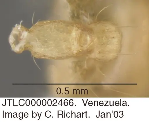 Crematogaster flavosensitiva - JTLC000002466