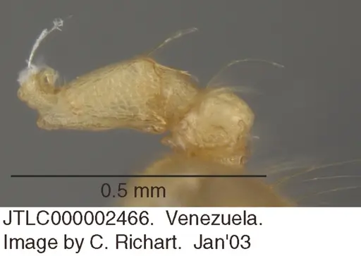 Crematogaster flavosensitiva - JTLC000002466