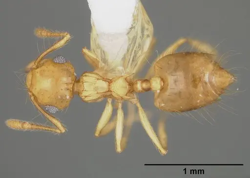 Crematogaster flavosensitiva - USNMENT00418366