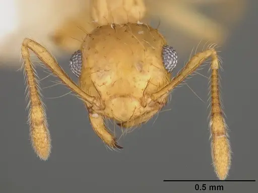 Crematogaster flavosensitiva - USNMENT00418366