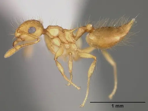 Crematogaster flavosensitiva - USNMENT00418366