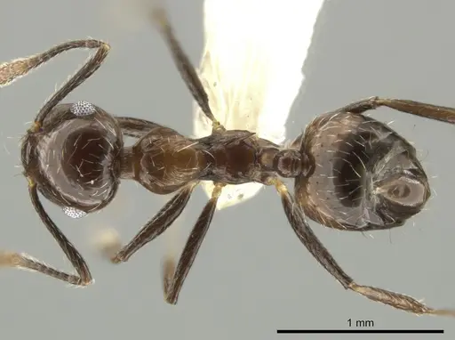 Crematogaster foliocrypta specimen
