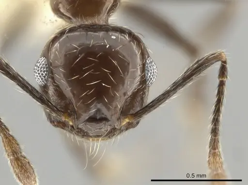Crematogaster foliocrypta specimen