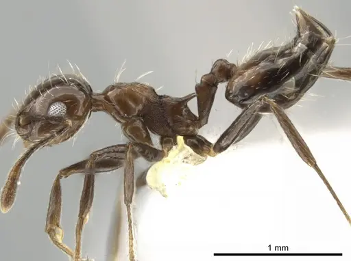 Crematogaster foliocrypta specimen