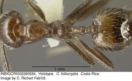 Crematogaster foliocrypta - INBIOCRI002280524