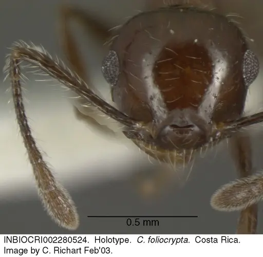 Crematogaster foliocrypta - INBIOCRI002280524