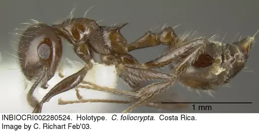 Crematogaster foliocrypta - INBIOCRI002280524