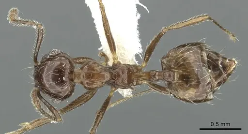 Crematogaster foliocrypta - JTLC000001387