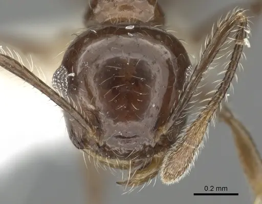 Crematogaster foliocrypta - JTLC000001387