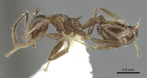 Crematogaster foliocrypta - JTLC000001387