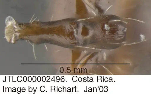 Crematogaster foliocrypta - JTLC000002496