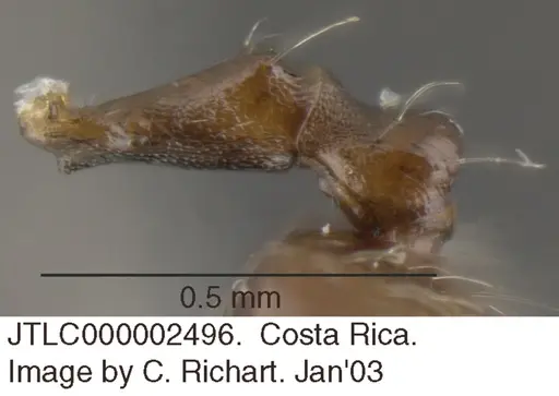 Crematogaster foliocrypta - JTLC000002496