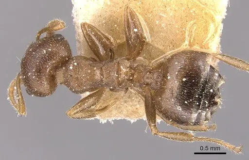 Crematogaster foraminiceps specimen