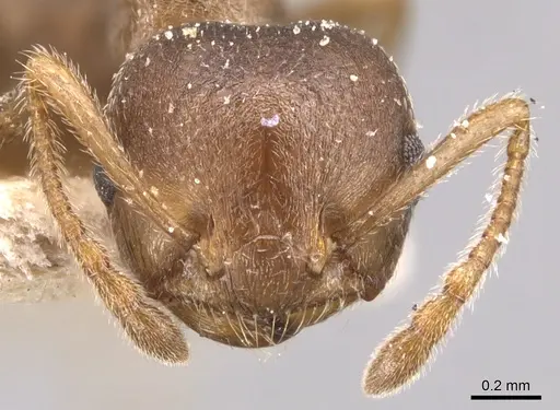 Crematogaster foraminiceps specimen