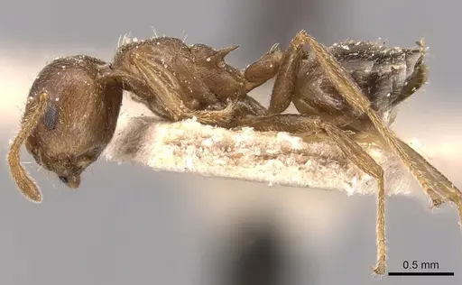 Crematogaster foraminiceps specimen